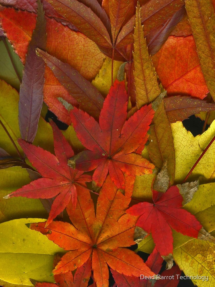 Autumn by Dead Parrot Technology