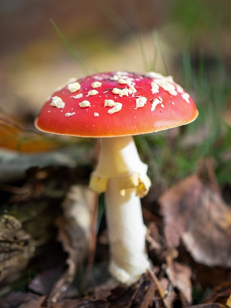 Fly agaric by Margriet Photography