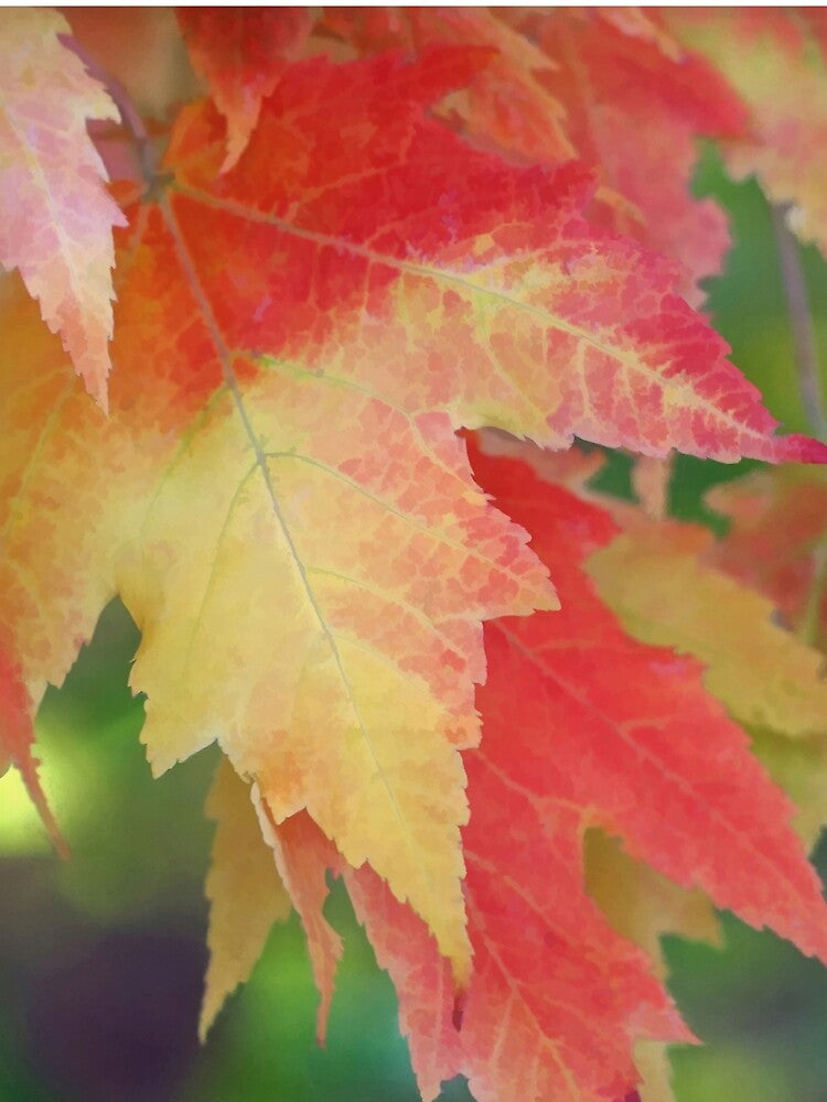 Autumn by Kathilee