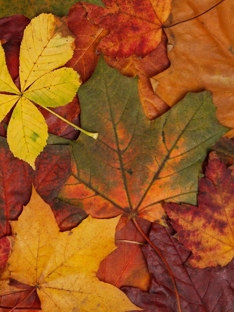 Autumn by Splendourlane