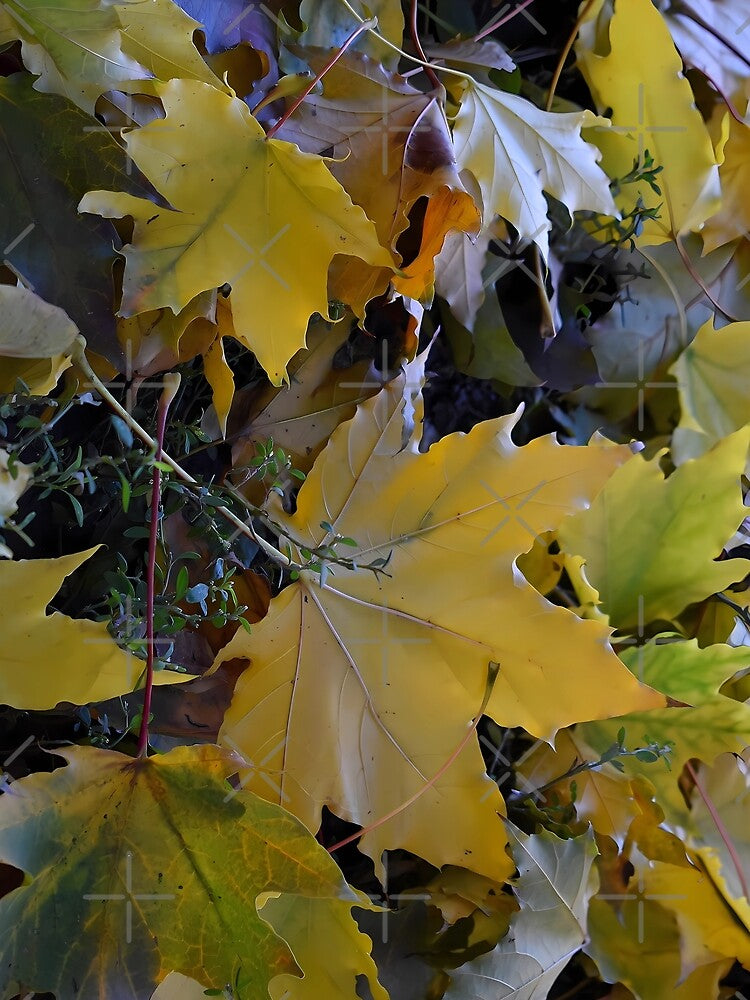 Yellow autumn leaves by mariya-ivanova