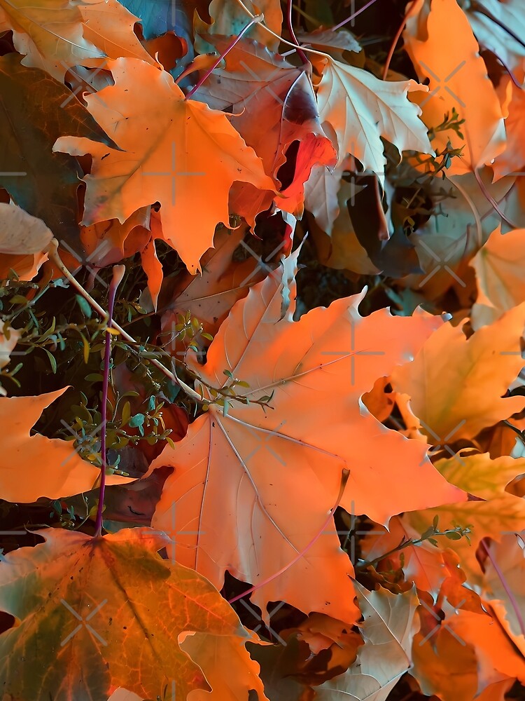 Orange autumn leaves by mariya-ivanova