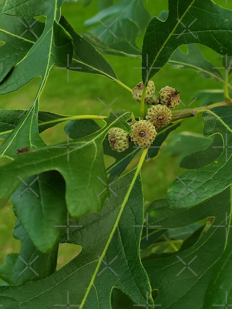 Baby acorns 2 by Kim-Pratt