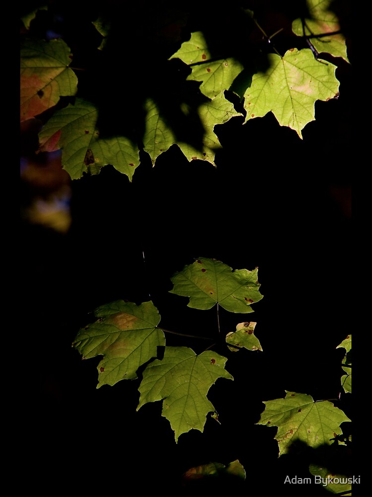 Shining in the Shadows by Adam Bykowski