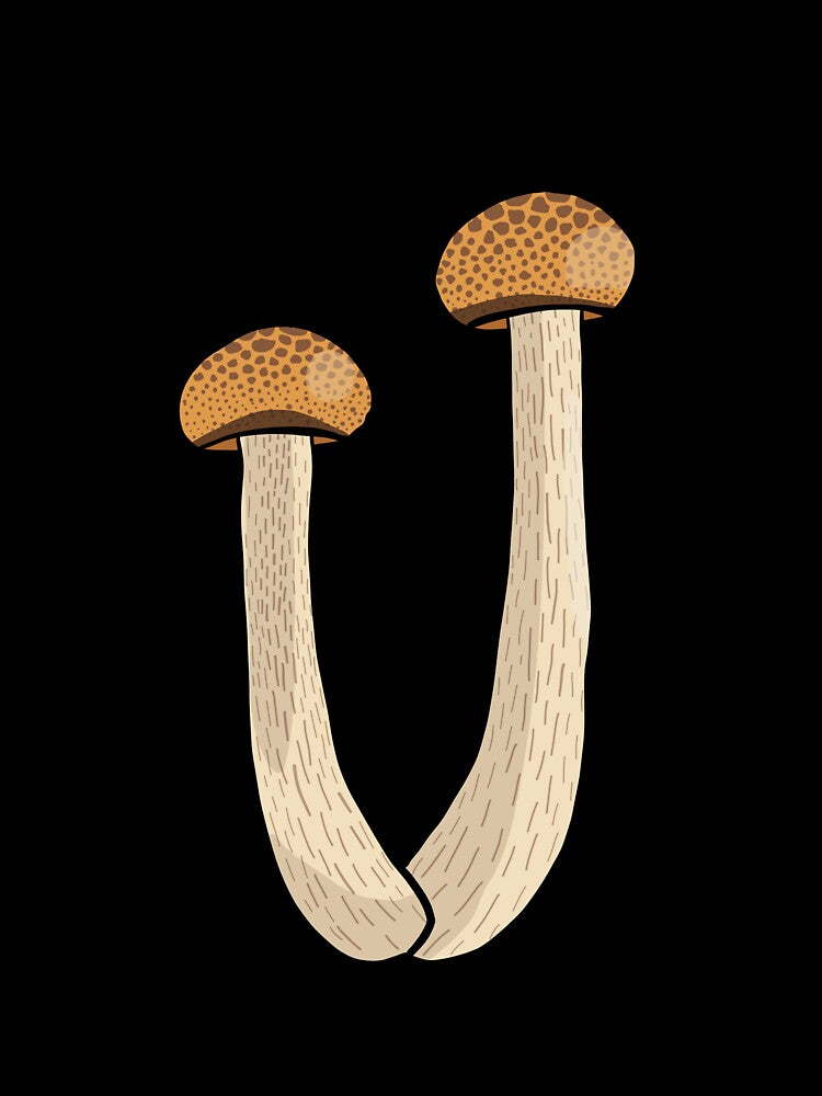 Button Mushroom by wolkedesign