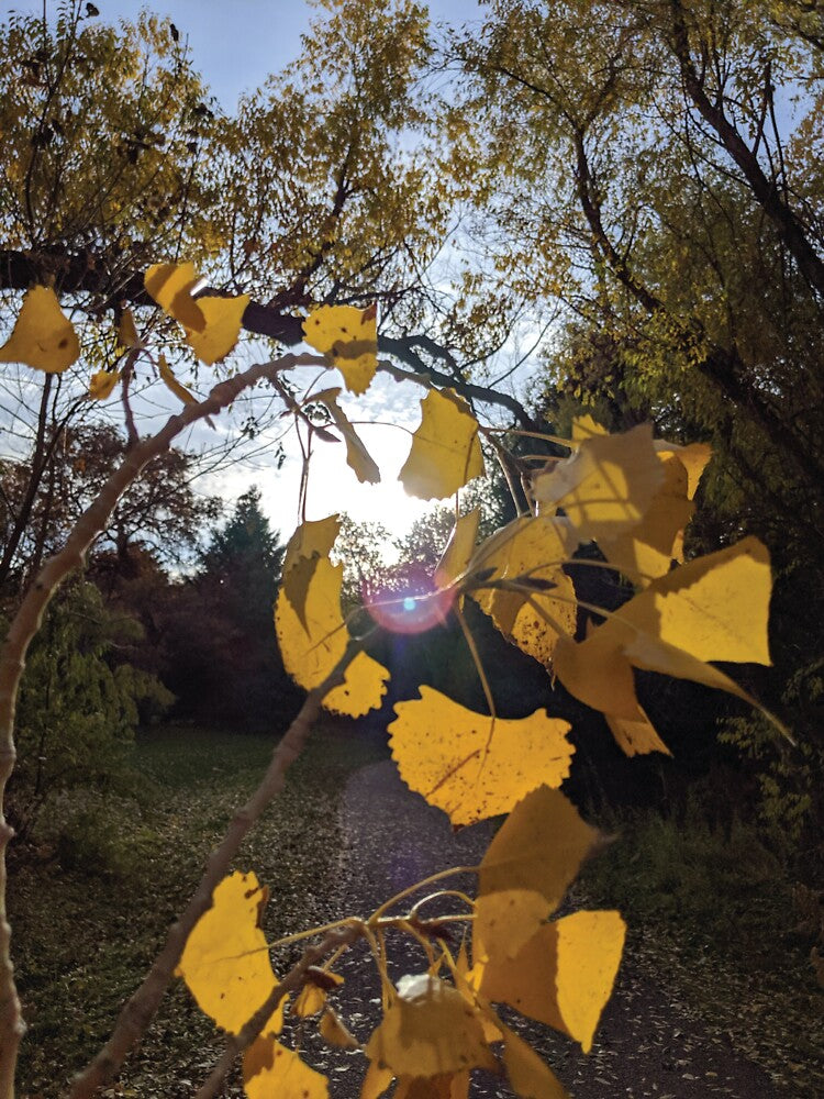 Fall Leaves by Mythic Meraki