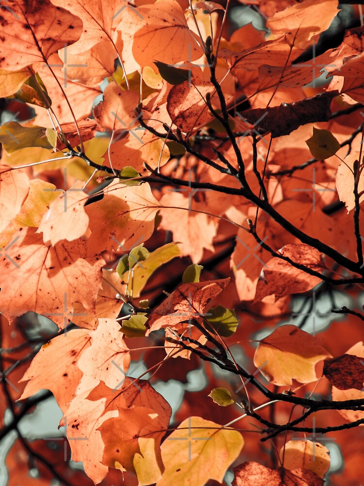 Autumn colour leaves foliage fall season garden by TheSeasonalYard