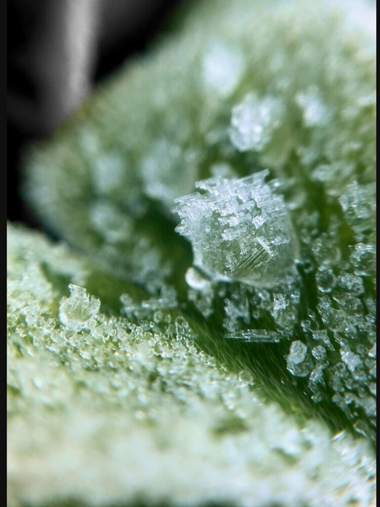 Touch of Frost by MyMacro_Photography (MyMacro)