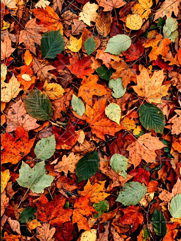 Autumn Fall Leaves in Nature by Itaya Art