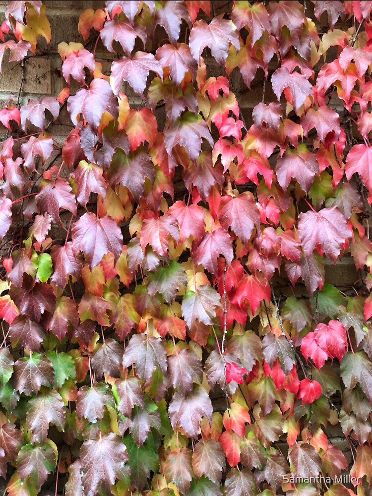 Vibrant Red Autumn Leaves by mille177
