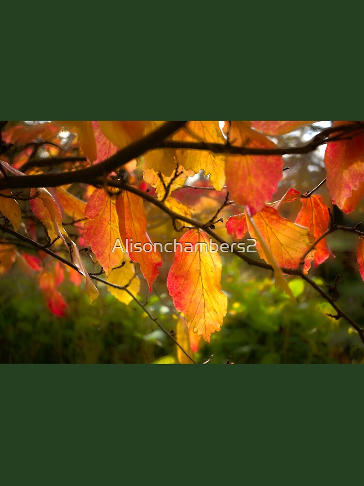 Autumn Leaves by Alisonchambers2