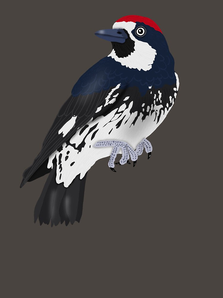 Acorn Woodpecker by BDBirds