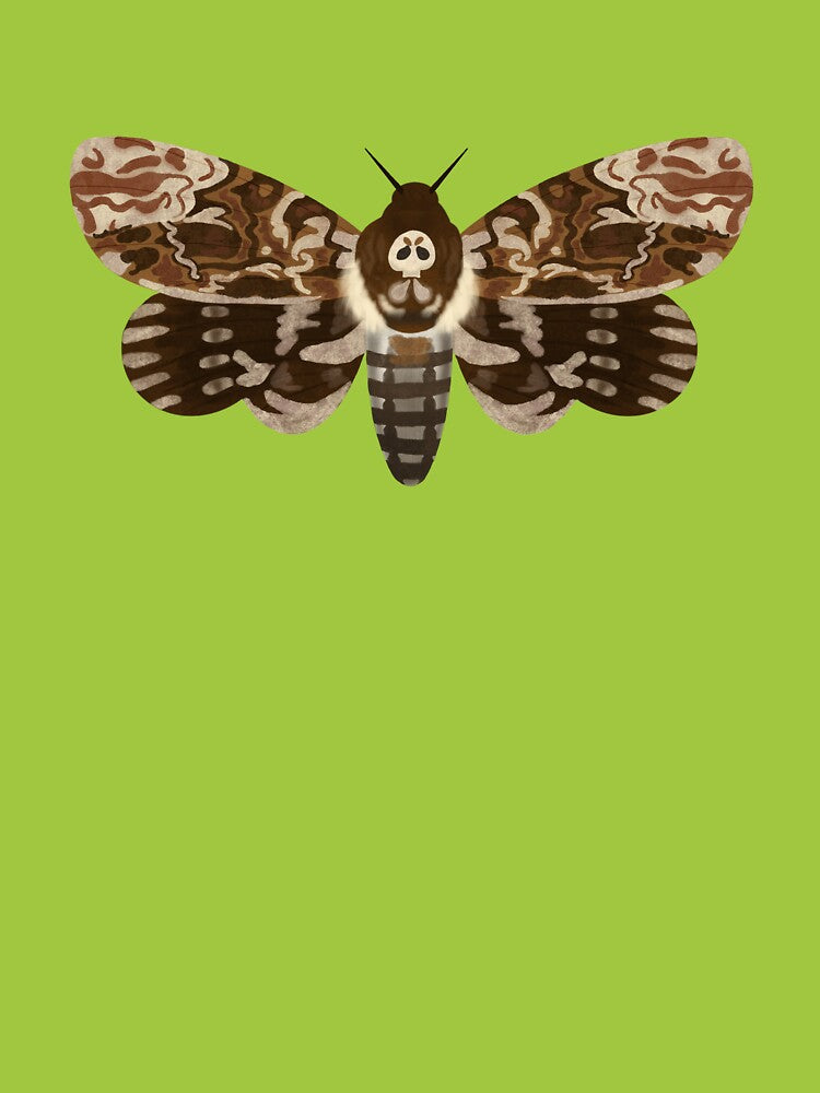 Deaths Head Moth by grayfoxgoods