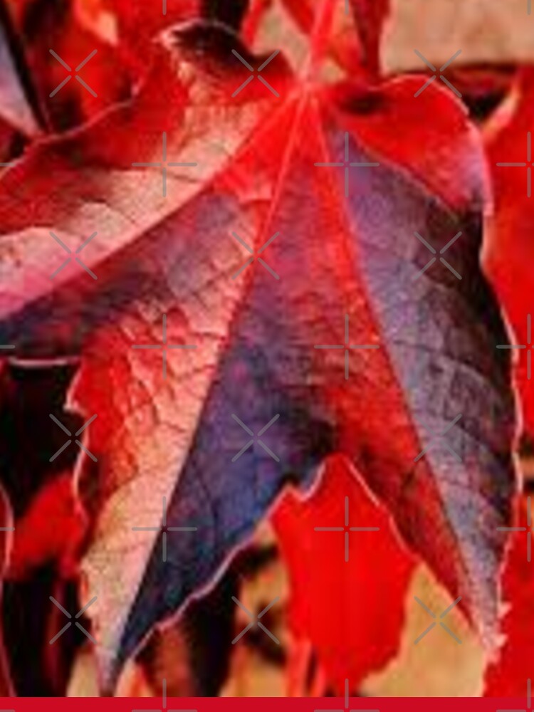 red maple leaves by nigejohn