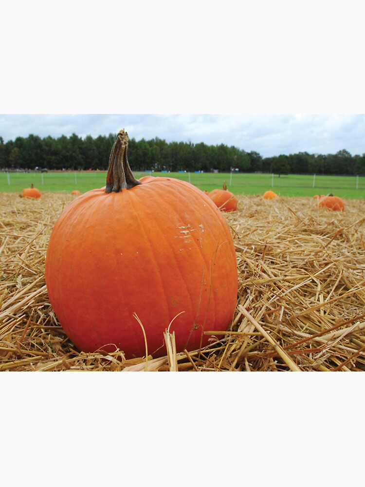 Pumpkin Patch by BravuraMedia