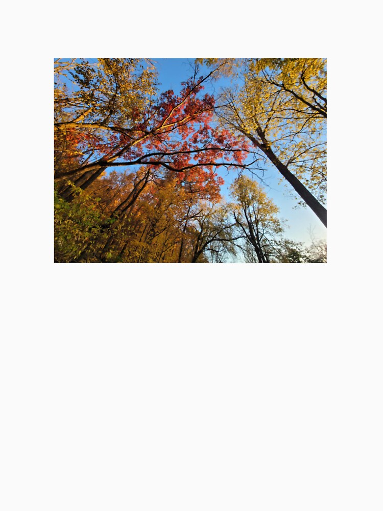 Autumn canopy by 3blueroses