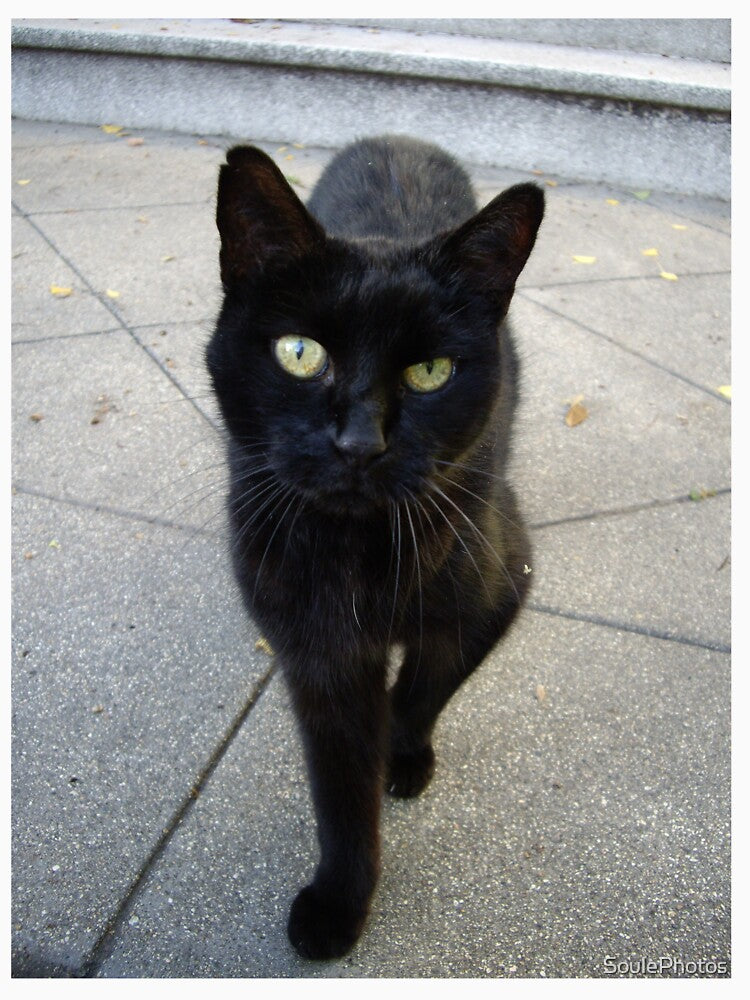 Black Cat by SoulePhotos