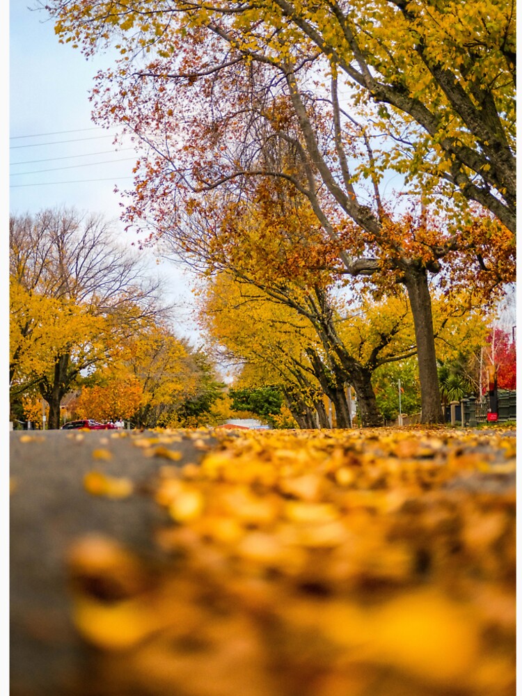 Ballarat Autumn Leaves by Mitchell Harris