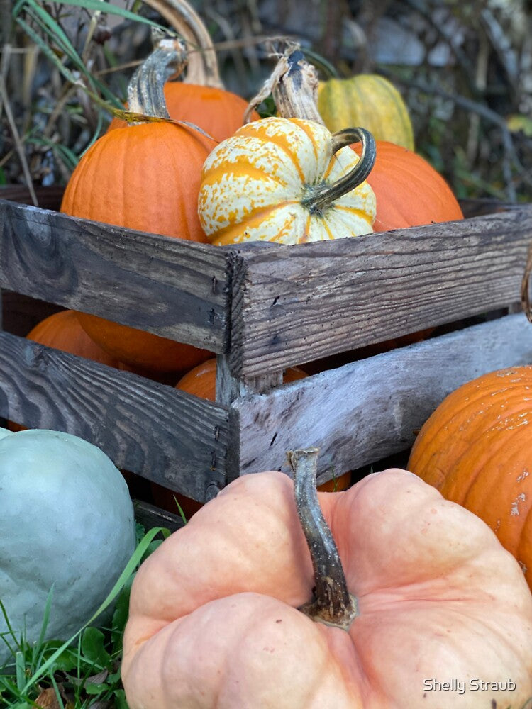 Basket of Pumpkins - Pumpkin Picking - Orange Pumpkins by Shelly Straub
