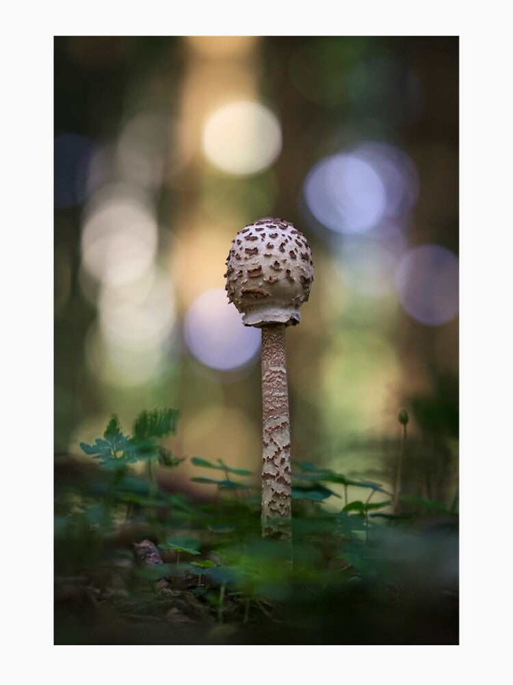 Mushroom in the forest by pejuphotography