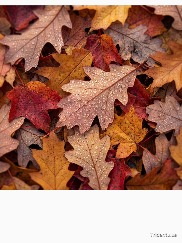 Fallen Maple and Oak Leaves Litter Forest Floor by Tridentulus