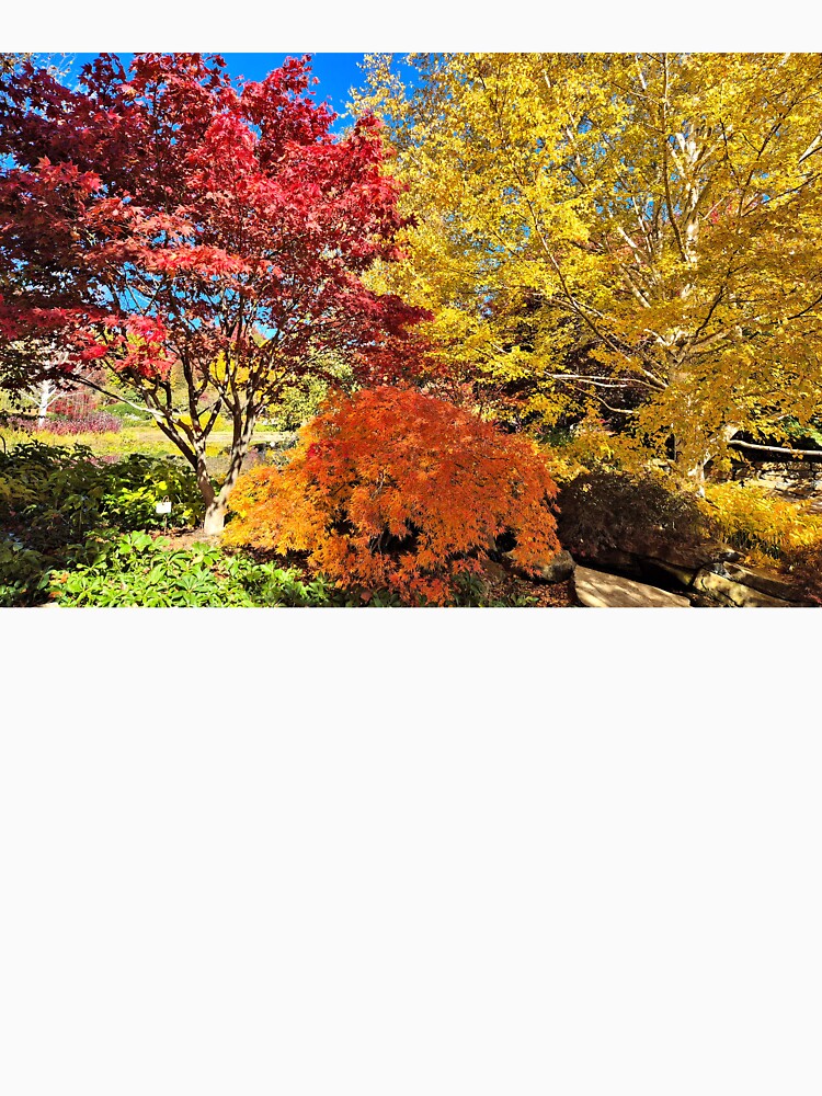Autumn splendour: red, orange, yellow by FranWest