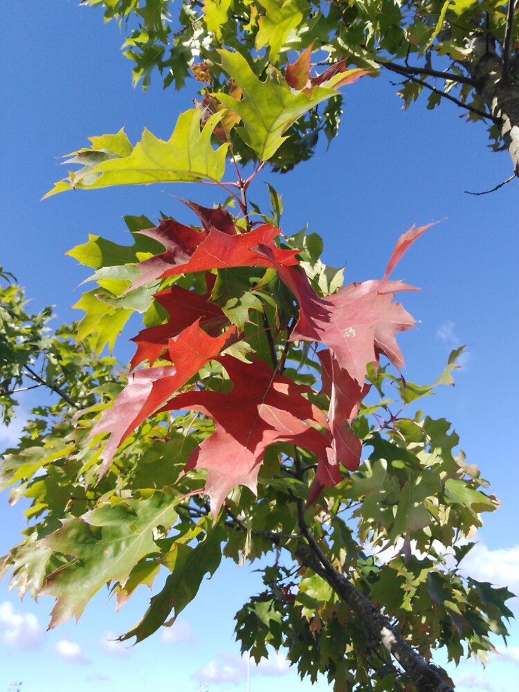 Yep, fall is definitely here by Raigitam