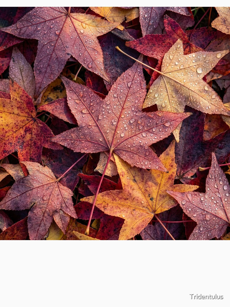 Fallen Sweetgum Tree Leaves by Tridentulus