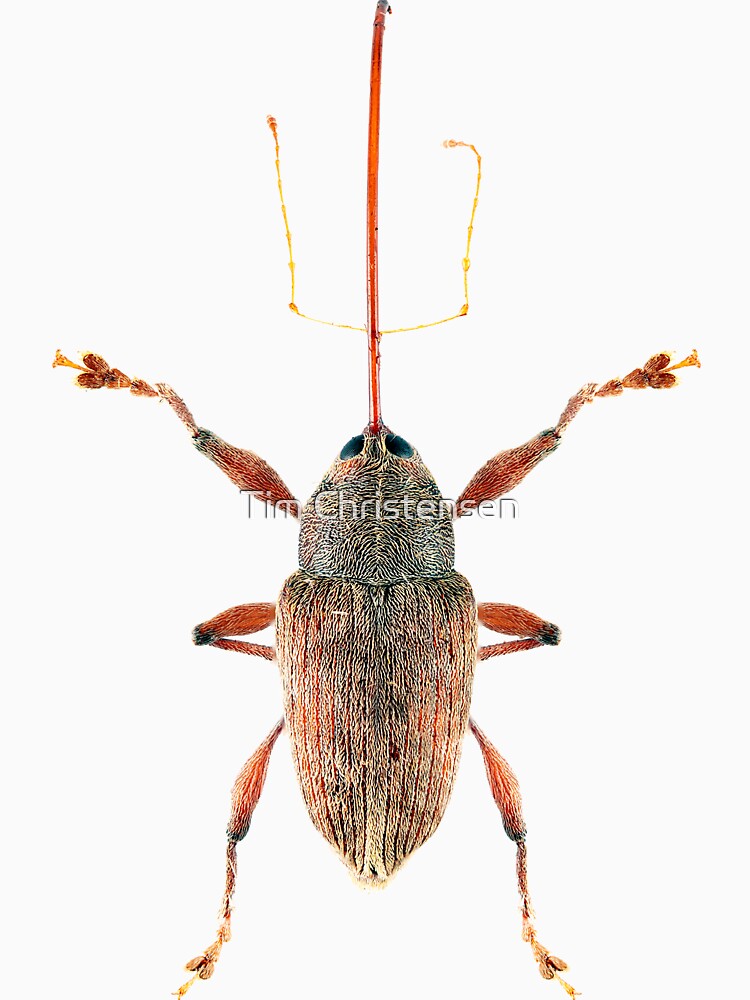 Acorn Weevil by Tim Christensen