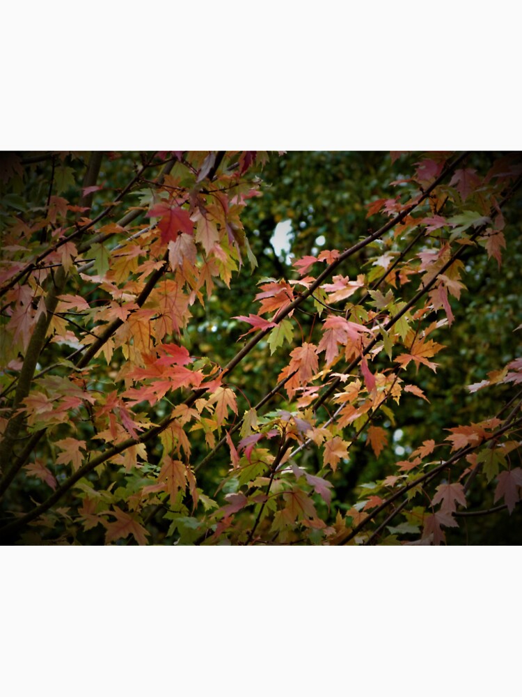 Autumn leaves by Merlin13