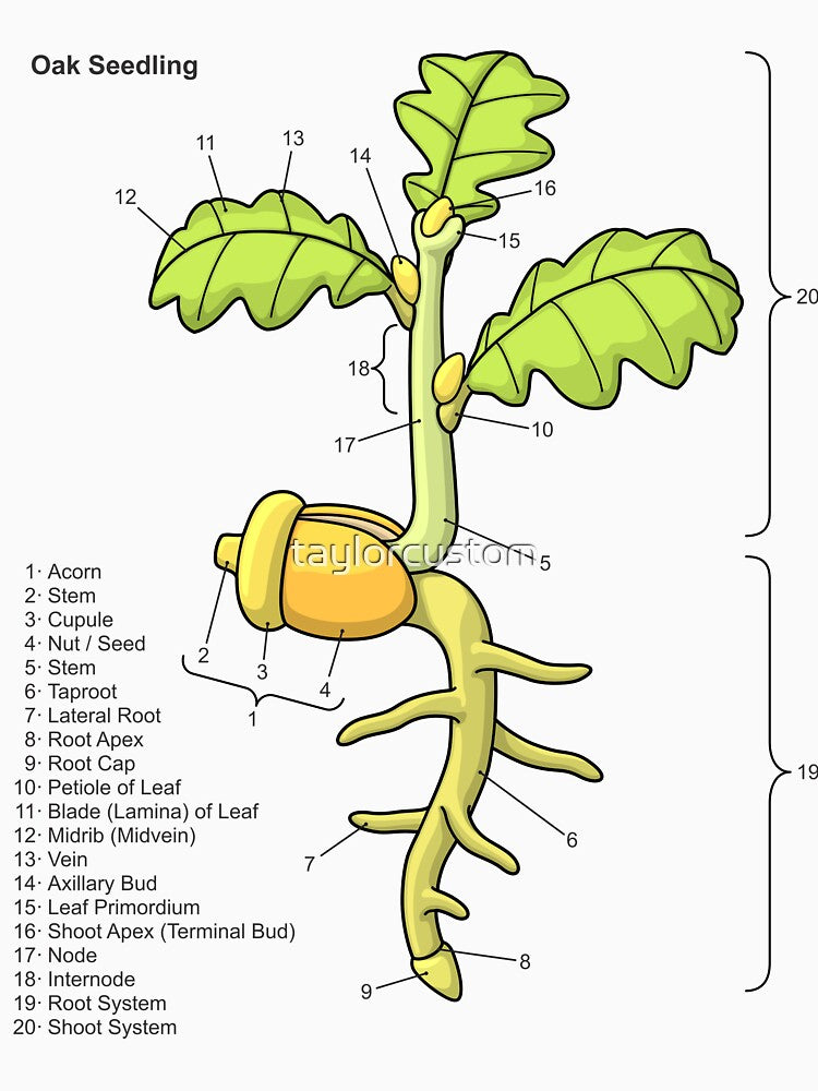 Oak Seedling Diagram by taylorcustom