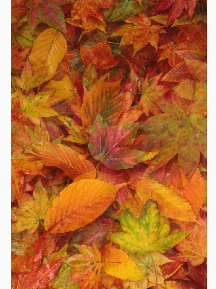 Digital photograph Autumn Leaf Collage by SimonJohnson1