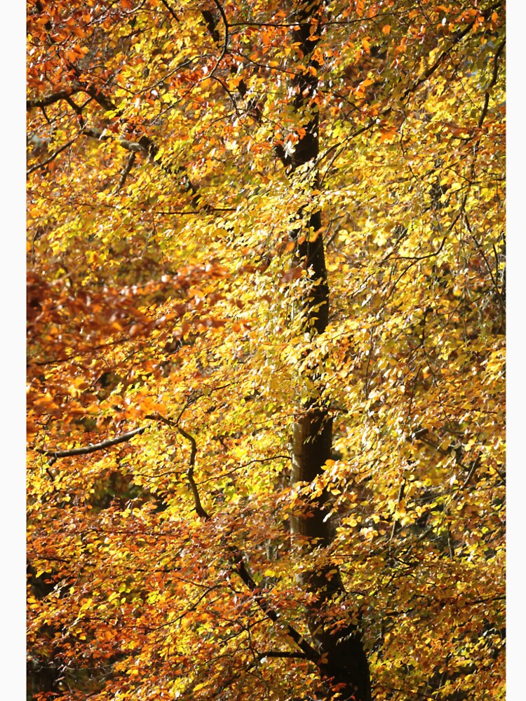 Digital Photograph of autumn leaves by SimonJohnson1