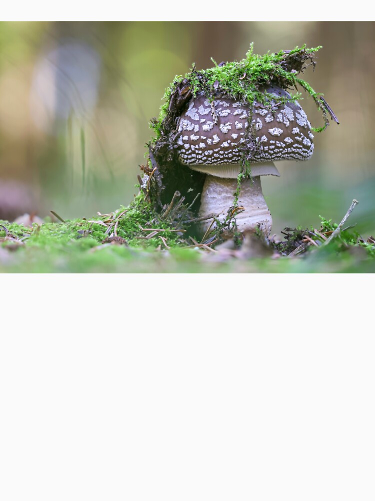 Small mushroom by pejuphotography