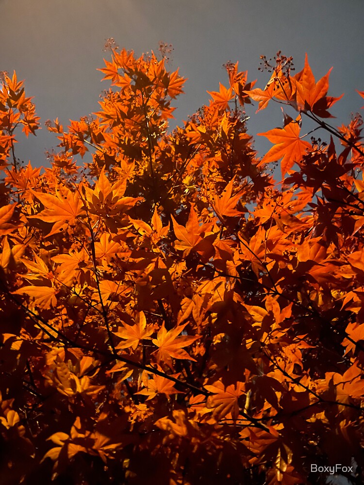 Orange leaves by BoxyFox