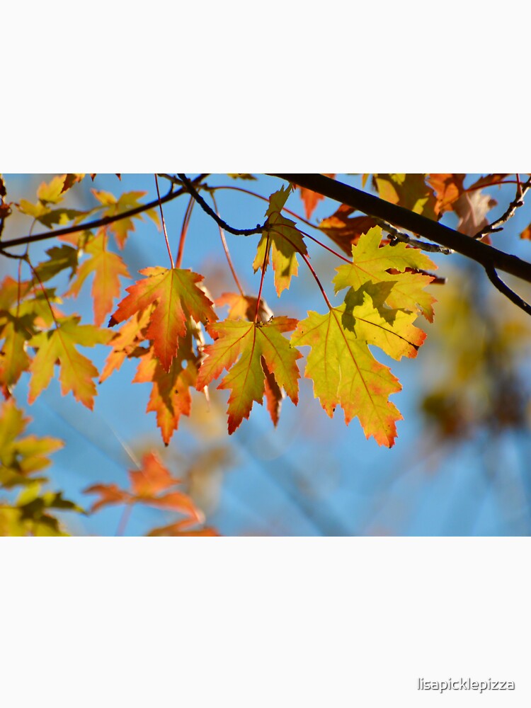 Autumn Leaves by lisapicklepizza