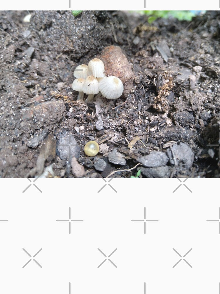 Mushrooms by Crispaytaco