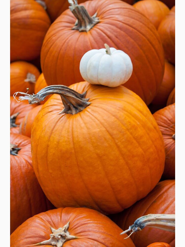 Pumpkin Patch II by Jacquelie