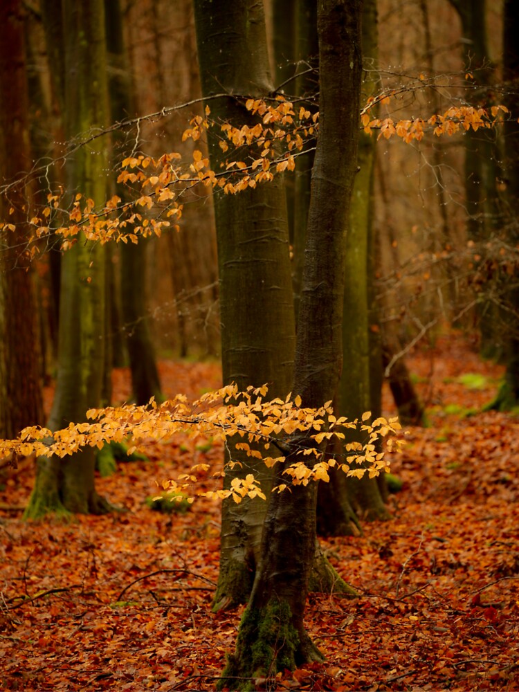 Digital photograph of beech woodland in Autumn by SimonJohnson1