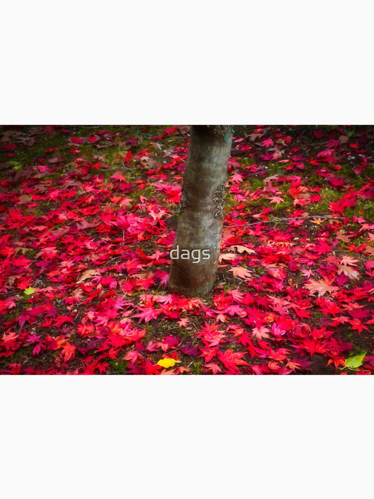 Autumn leaves at Mount Wilson by dags