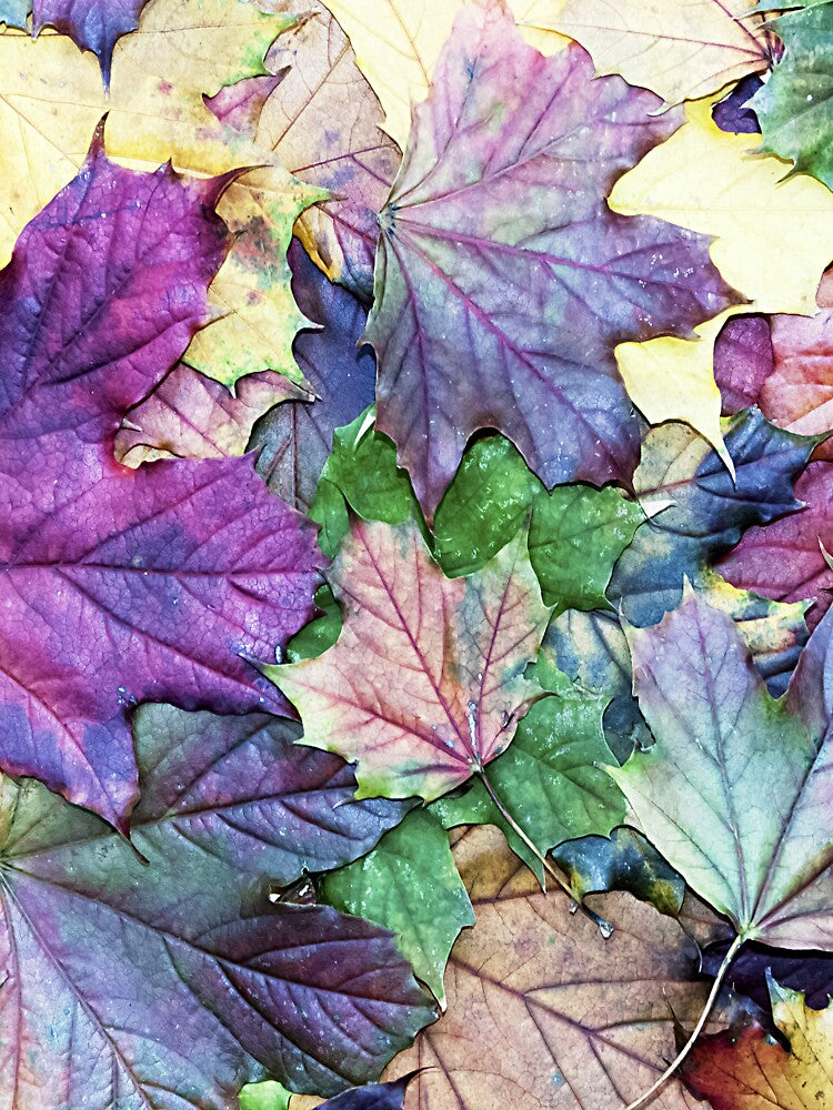 fallen autumn leaves by SiStyle