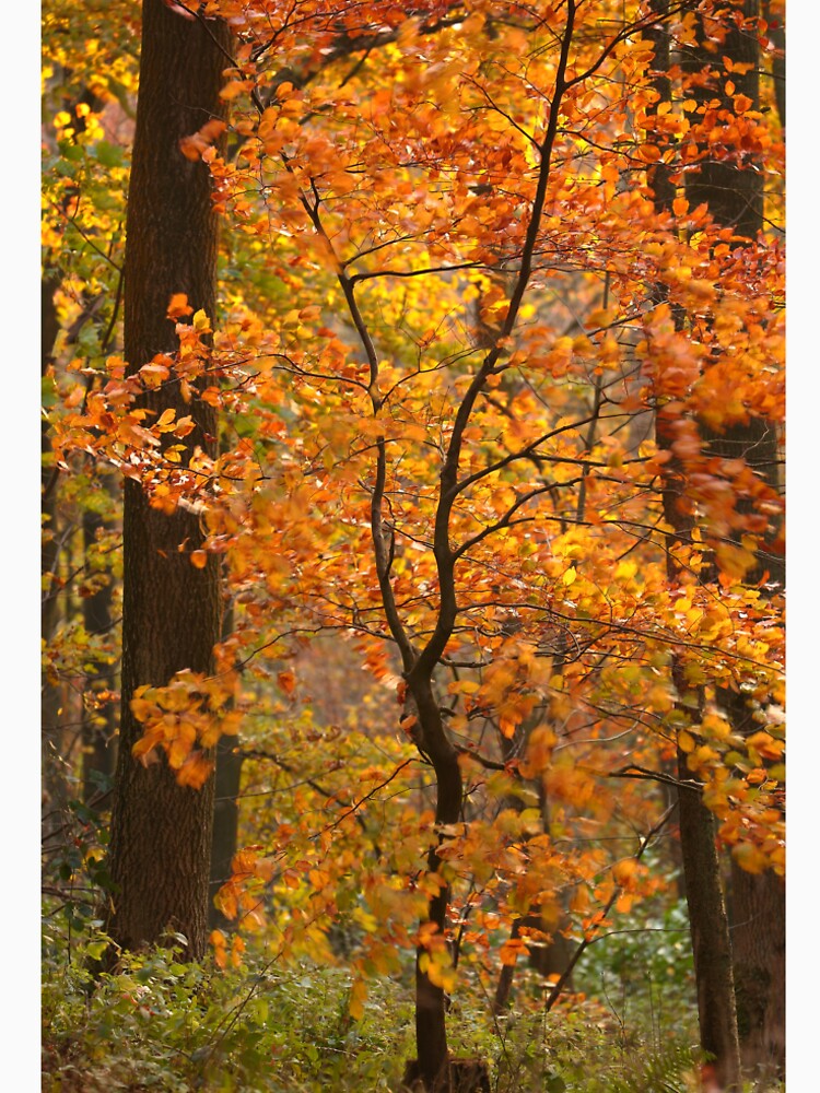 Photography, digital art, Sunlit wind blown autumn beech tree  Cotswolds Gloucestershire by SimonJohnson1