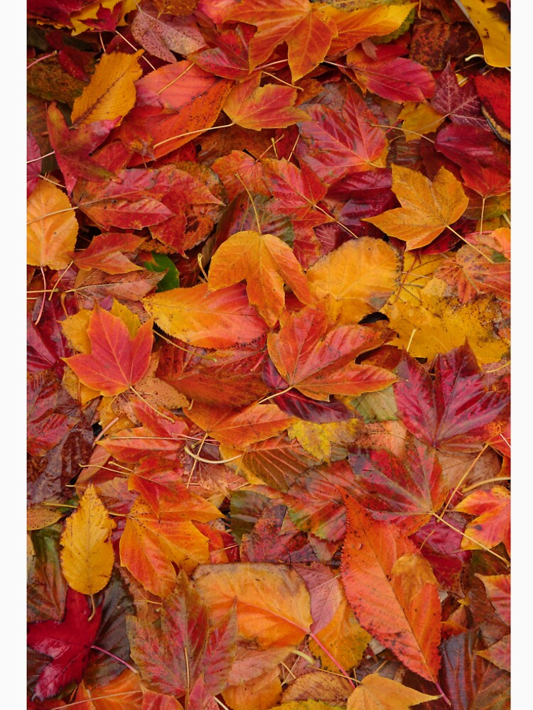 Digital photography, autumn maple leaf Collage  Batsford Woods Cotswolds Gloucestershire by SimonJohnson1