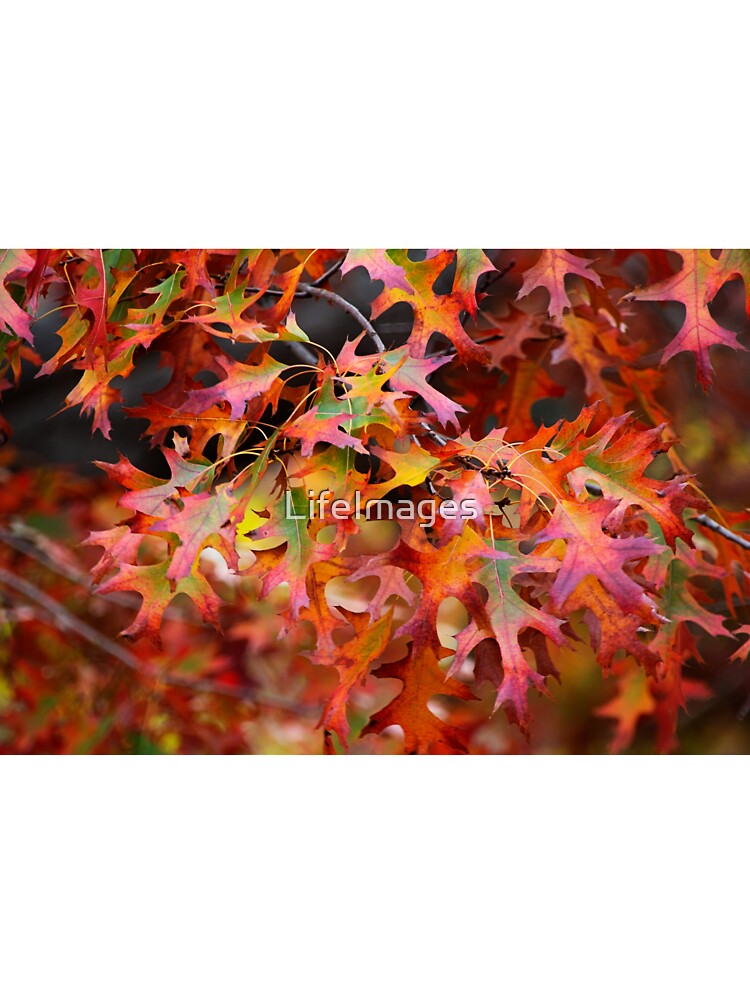 Autumn leves by Life Images by Jill
