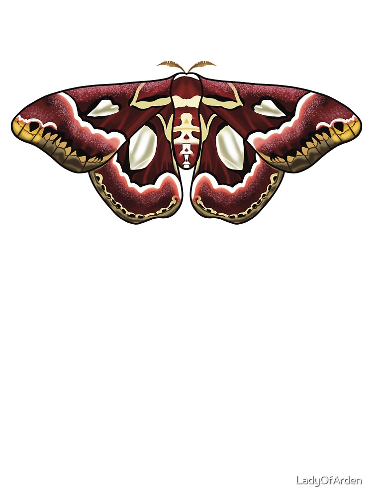 Rothschildia Jacobaeae Atlas Moth by LadyOfArden