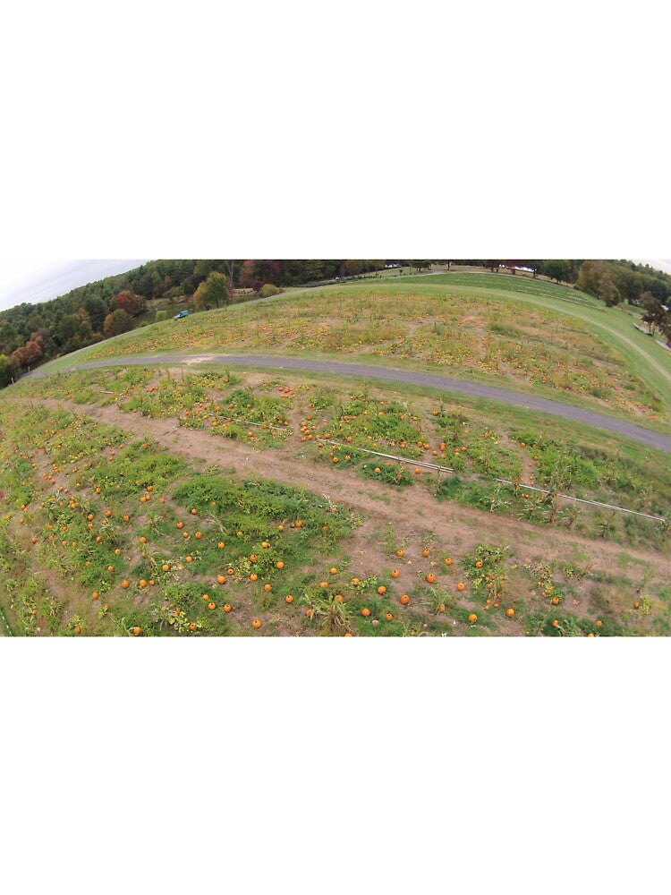 Arial Pumpkin Patch Photo from Drone by PugDronePhotos