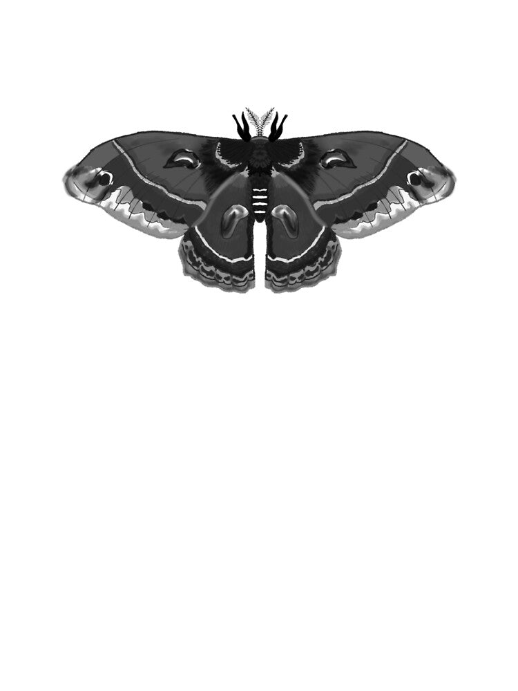 b&w cecropia moth by cascinas