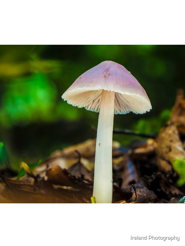 White Forest Musroom by Ireland Photography