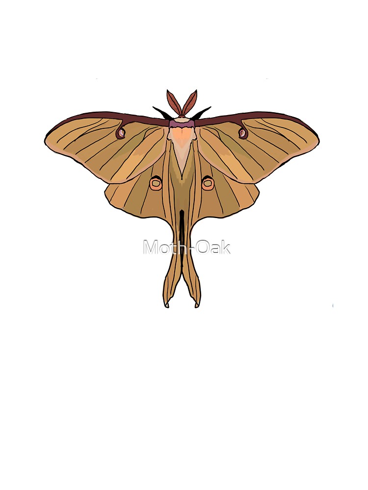 peach Luna Moth by Moth-Oak