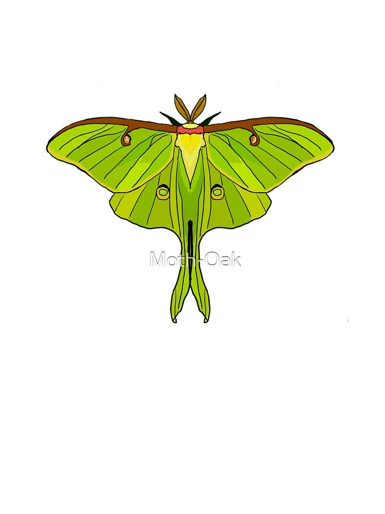 Art Nouvaeu Green Luna Moth by Moth-Oak